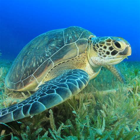 Tell Me About: The Importance of Seagrass Meadows to Sea Turtles ...