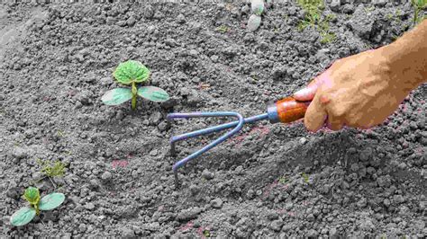 Concreate Weeding Tools 的图像结果