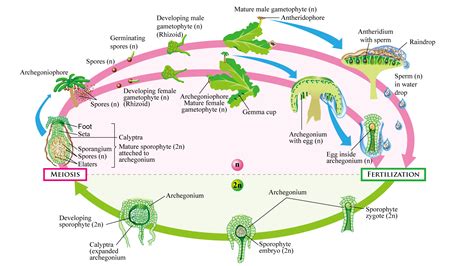 Hepatophyta Life Cycle Luscious Lycophytes Primitive Vascular Plants