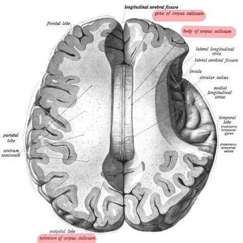 Corpus Callosum Rostrum