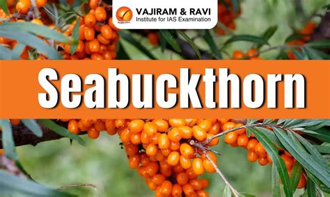 Seabuckthorn, Distribution, Uses, Latest News