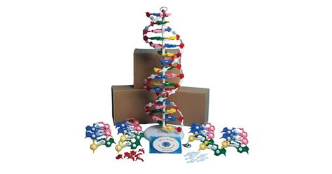 DNA Model Kit 的图像结果