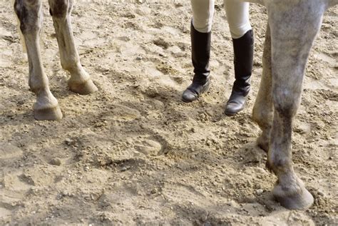 Image result for Communication Cheval