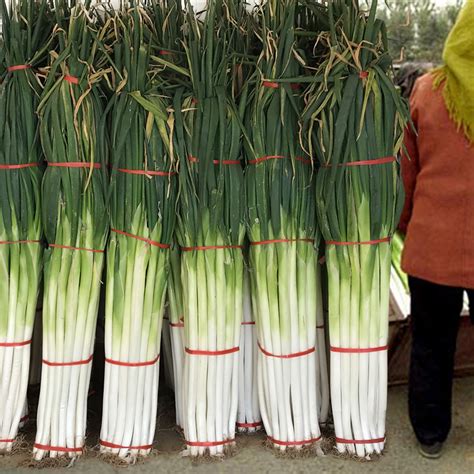 山东大葱为什么山东的大葱都特别高