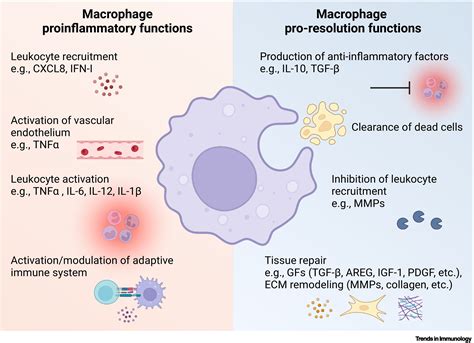 Macrophage phenotypes and functions: resolving inflammation and restoring homeostasis: Trends in ...