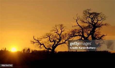 Image result for Two Crossed Trees