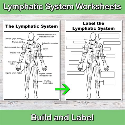Build and Label the Lymphatic System | Anatomy Worksheets | Lymph ...