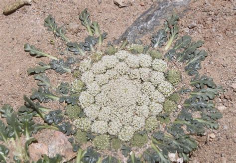 Gamocarpha DC. | Plants of the World Online | Kew Science