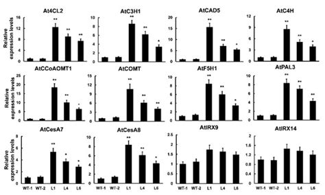 Overexpression of PtrMYB121 Positively Regulates the Formation of ...
