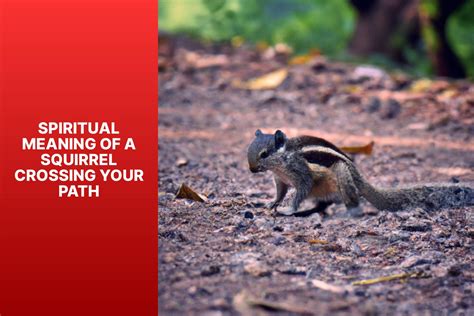 Discover the Spiritual Meaning of a Squirrel Crossing Your Path ...