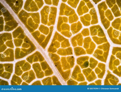 Plant Cells Under Microscope. Stock Photo - Image of geometric, mosaic ...