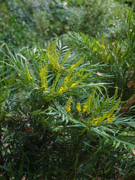 Mahonia 'Soft Caress' - The Beth Chatto Gardens