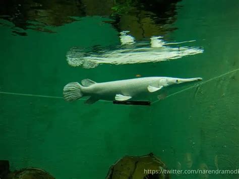 From Aquatic Gallery to Robotics hub, PM inaugurated interesting ...