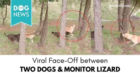 Image result for Dogs vs Monitor Lizard