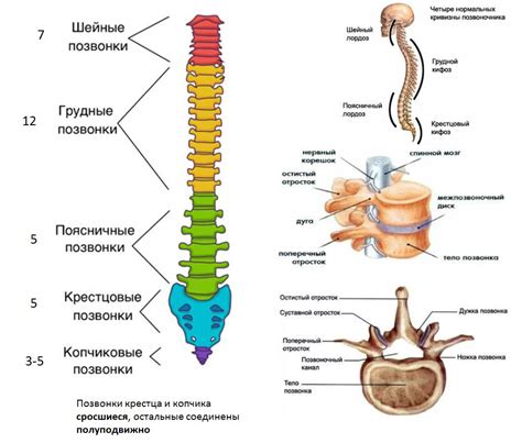 Скелет (схема)