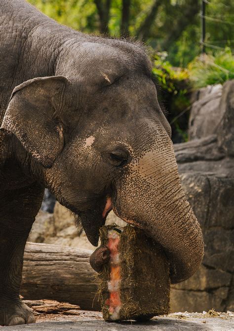 Asian Elephant Diet