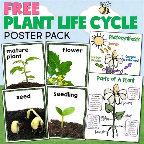 Plant Life Cycle Poster Pack - Around the Kampfire