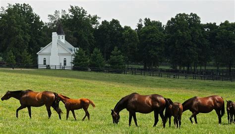 Thoroughbred Heritage Horse Farm Tours