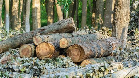 砍树者或伐木工人手持链锯在森林中砍伐绿色木柴天然树高清图片下载-正版图片306482913-摄图网