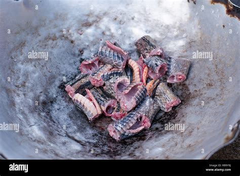 Image result for Cooked Python