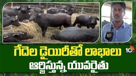 Dairy Farm : గేదెల డెయిరీతో ఆదర్శంగా నిలుస్తున్న పశ్చిమగోదావరి జిల్లా ...