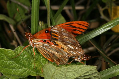 Agaulis vanillae insularis - The Gulf Fritillary