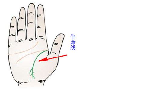 手掌纹路图解:女士生命线短是什么意思——天玄网