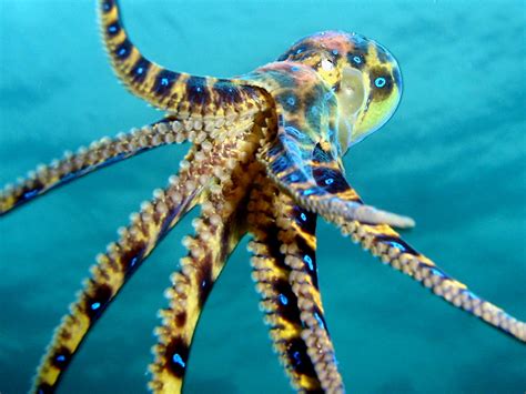 Image result for Blue-Ringed Octopus Human Form