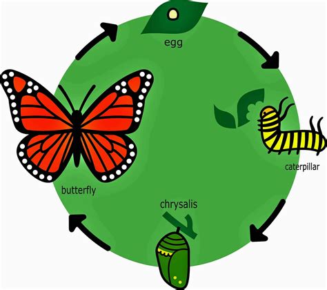 The butterfly life cycle has four life stages | Whizzed Net