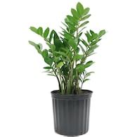 Costa Farms Indoor Plants at Lowes.com