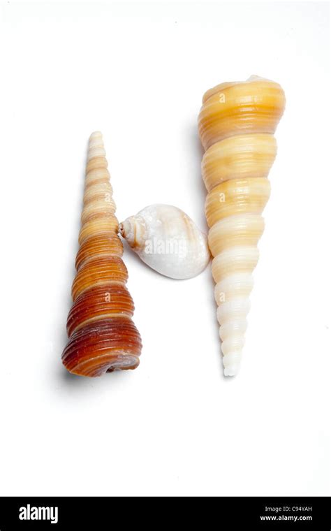 Image result for Leter H Shell