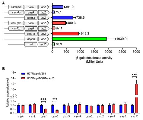 Regulation of CRISPR-Associated Genes by Rv1776c (CasR) in ...