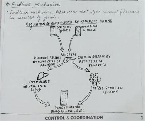 Site an example to explain the feedback mechanism for regulation of ...