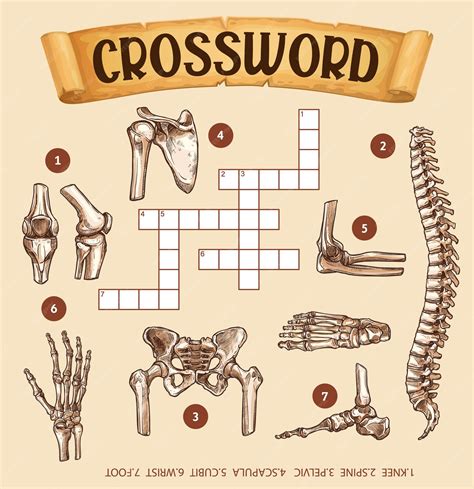 Ankle Bone Crossword Puzzle