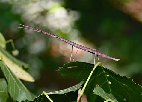Walking Stick Insect The Wonder Of Stick Insects Service Master