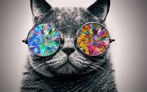 Cat with Sunglasses Wallpapers - Top Free Cat with Sunglasses ...