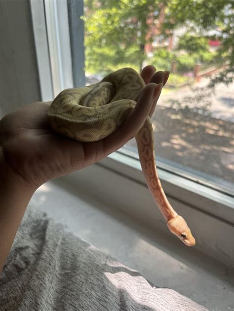 Image result for My First Ball Python