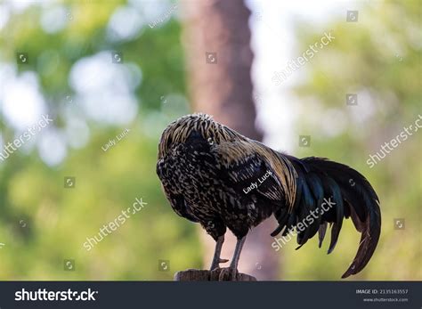 3+ Hundred Headless Chicken Royalty-Free Images, Stock Photos ...