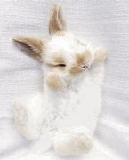 Image result for Cute Fluffy Baby Bunnies