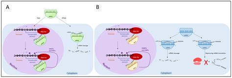 Transposable Elements: Epigenetic Silencing Mechanisms or Modulating Tools for Vertebrate ...