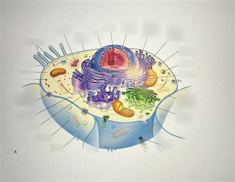 Cellular Function 的图像结果