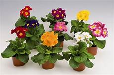 piante fiorite da vaso fiori da balcone consigli pratici per un balcone fiorito piante fiorite da vaso fiori da balcone consigli pratici per un balcone fiorito