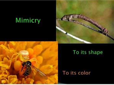 Image result for Adaptation Examples