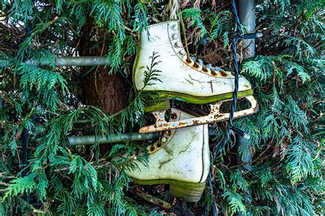 Winter Sports Skateboard 的图像结果