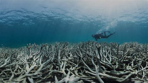 Climate Change - Great Barrier Reef Foundation - Great Barrier Reef Foundation