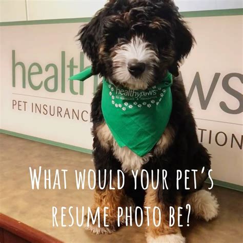 Healthy Paws Pet Insurance Review 2025 - Pros, Cons & More