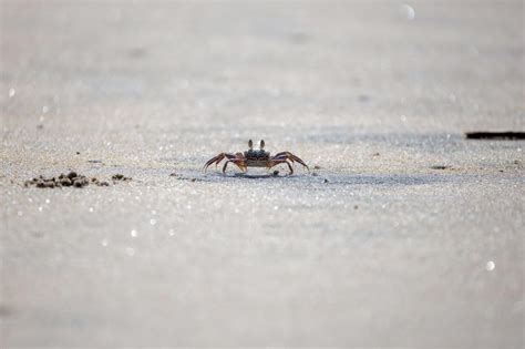 Crabs Attack Robot Rival After Perfect Mating Performance