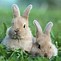 Image result for Phone Wallpaper Bunny and Cat