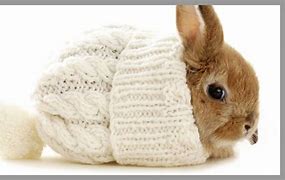 Image result for Really Cute Baby Bunny