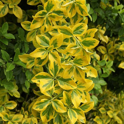 Yellow Shrubs Garden